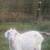 GOAT FOR SALE 2 thumbnail