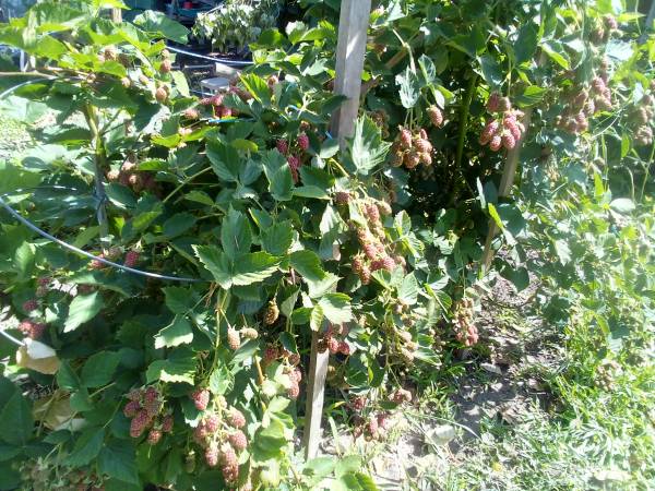 Thornless  Blackberry plants - $7 (East Wenatchee)63437237493891122
