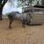 Mare 1 thumbnail