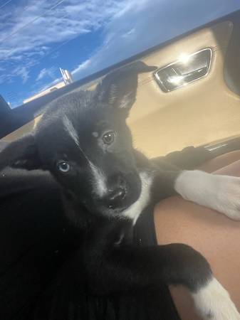 Cachorro Pitsky (Las Vegas)63860184409729122