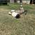 Two Great Pyrenees 10 months 3 thumbnail