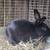 Rabbit 3 thumbnail