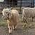 Fiber goats 2 thumbnail