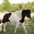 Gypsy pony cross gelding 2 thumbnail