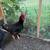 Rooster 1 thumbnail