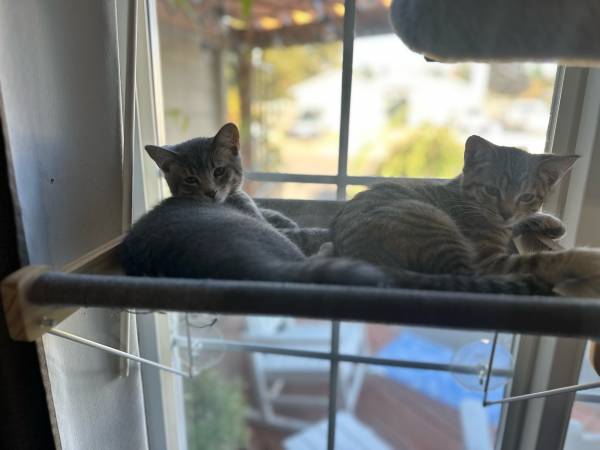 Rehoming 12 week old female kittens (Vancouver)63842373624835121