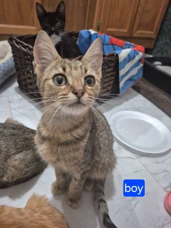 Kittens (Cottonwood)63994157347587123