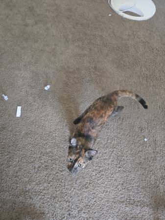 Rehoming kittens (Dothan)63775998853889120