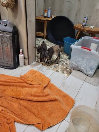 Cabra macho castrado enano nigeriano, criado con biberón, nació el 12 de abril de 2025 - $100 (Clifton)62969130273409121