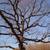 Tree Removal / Pruning / Stump Grinding / Arborist 10 thumbnail