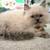 Himalayan Kitten 1 thumbnail