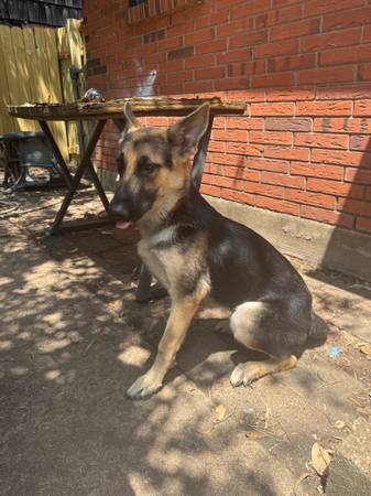 Cachorro de pastor alemán (Hewitt)63661959435265120