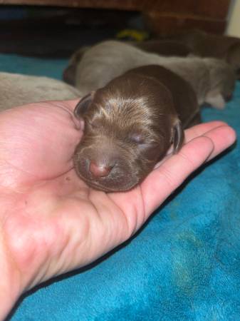 Cachorros Lab (Piney Flats)63989854823810123