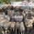 Goat, Sheep and Lambs for Butcher 12 thumbnail