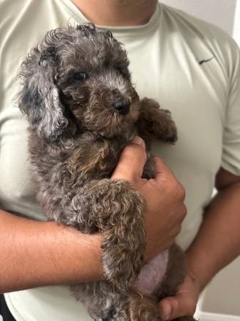 Mini golden doodles (Tomball)63859314877315121