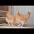 Almost Pullets 2 thumbnail