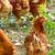🐔 Started Pullets Available Now! 2 thumbnail