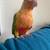 Conure 1 thumbnail