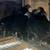 Young Midnight Majesty MARANS Pullets 1 thumbnail