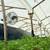 Colombian Cannabis Cultivation 6 thumbnail