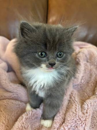 Four gorgeous, rare Persian-Ragdoll kittens (Cypress)63906835242243120