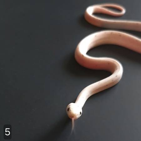 Corn Snake Palmetto (Waco)63661942282627124