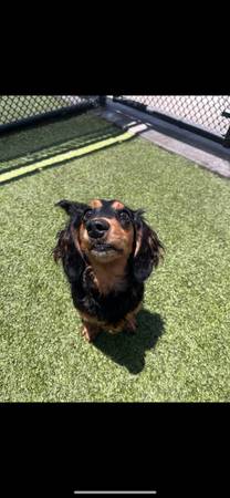 Re-Homing Long Haired Mini Doxie - 1 year old 1