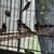 Zebra finches,social finches 2 thumbnail