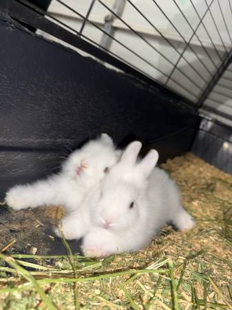 Baby bunnies lionhead (Houston tx 77040)63859315715969122