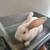 Male Albino Bunnies (3 left) 1 thumbnail
