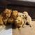 Mini Goldendoodles 2 thumbnail