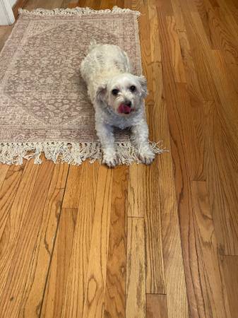 Small maltese mix looking for new familiy (San Jose)63941740322179120