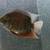 6 Severum 5-8” 5 thumbnail