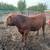 Red Angus 1 thumbnail