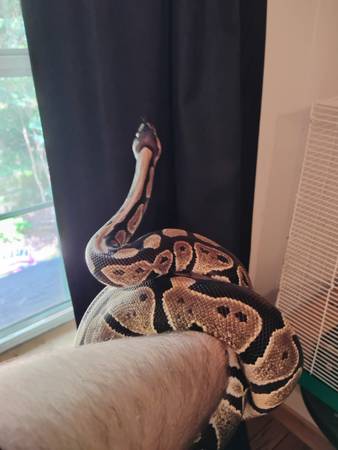 Ball Python looking for new home63922482008834122