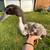 Ducks 5 thumbnail