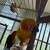 Sun Conures 2 thumbnail