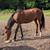 Horses 4 thumbnail