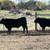 Cows, Steers and Bulls for sale 1 thumbnail