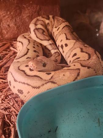 Beautiful friendly ball python (Cleveland)63686622705153121