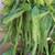 Epiphyllum oxypetalum 3 thumbnail