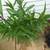 MEXICAN PERTURNIA 14 thumbnail