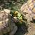 Bonded Pair of Male Sulcata Tortoises 4 thumbnail