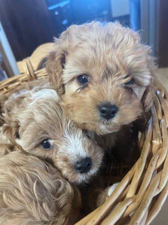 Cavapoo Cuties65440539140354124