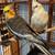 Two Cockatiels + Extras 4 thumbnail