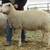 East Friesian Cross Dairy Sheep Ram Lamb 3 thumbnail