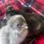Egg layers PULLETS and chicks 5 thumbnail