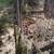 Cinnamon Queen Hens (Pullets)   For Sale 4 thumbnail