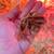 Jumbo quail chicks 1 thumbnail
