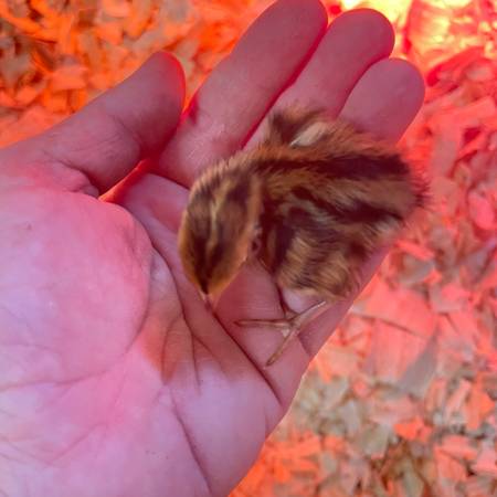 Jumbo quail chicks 1
